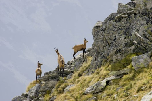 Capre-negre--Farkas-Gyorgy